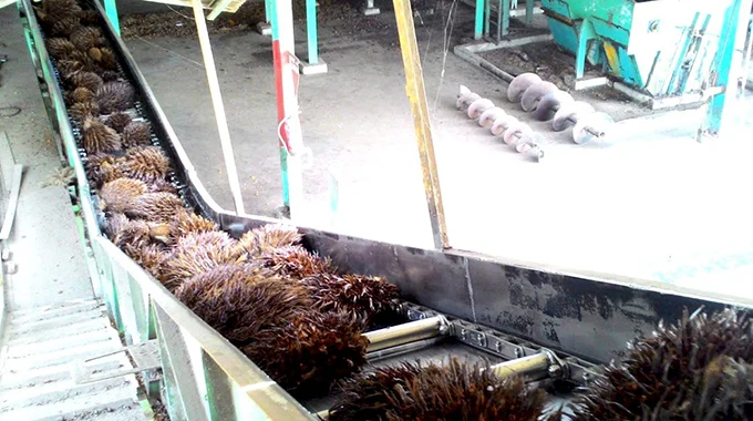 Empty Bunch Conveyor for Palm Oil Processing Machine