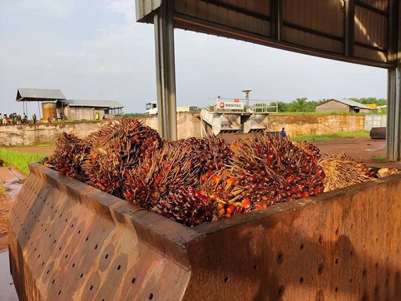 Fruit Cages or Trolleys of palm oil
