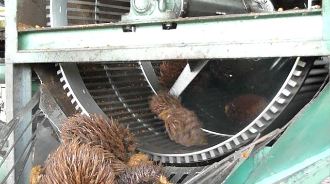 Rotary Drum Thresher of Palm Oil Processing Machine
