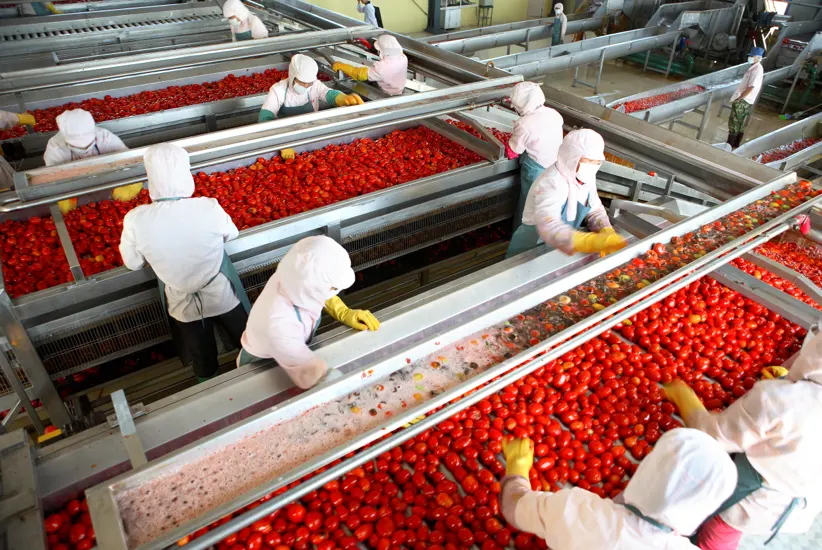 Tomato Production Line