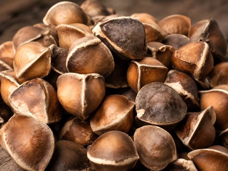 Moringa Seeds