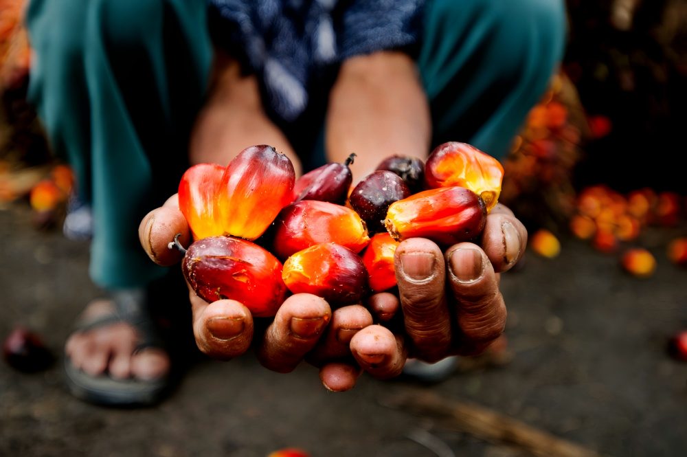 Oil Palm Fruits
