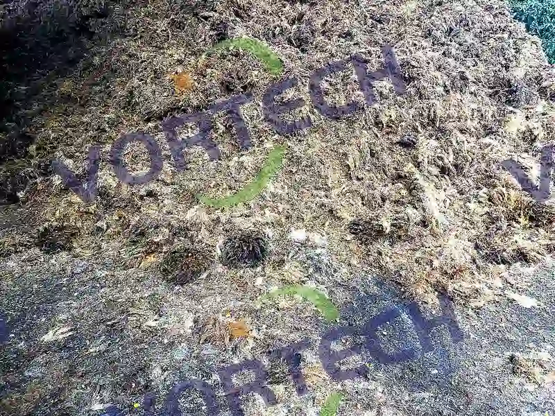 Palm Kernel Shell Activated Carbon