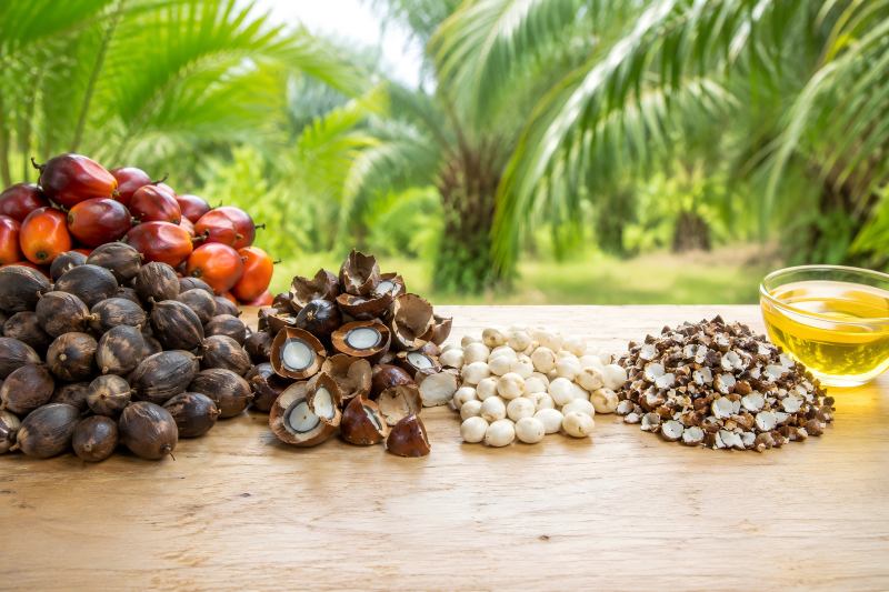 Palm Nut Crusher vs Palm Kernel Crusher