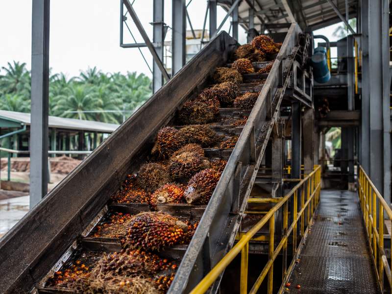 VORTECH Palm Fruit Scraper Conveyor