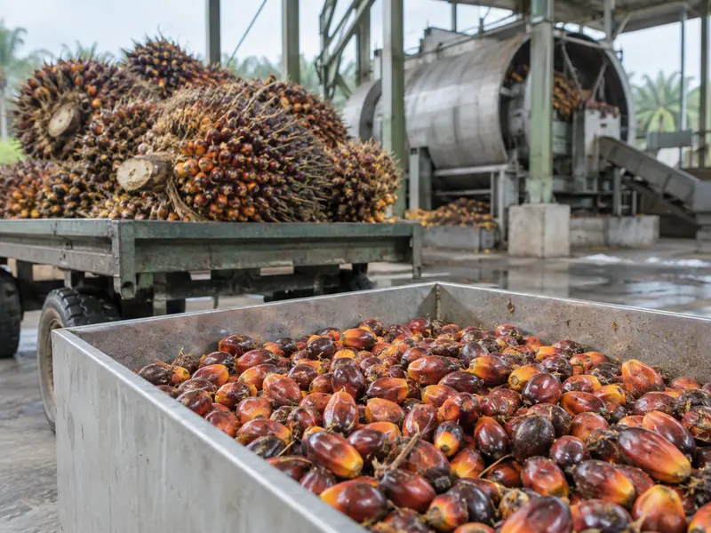 Loose Palm Fruits and Fresh Fruit Bunches