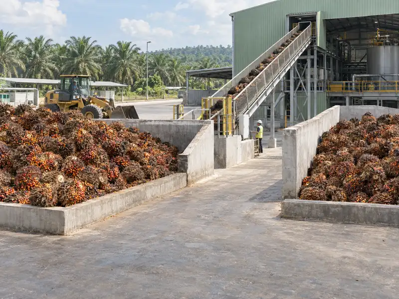 Palm Fruit Receiving Bays and Conveyor Palm Fruit Receiving Bays and Conveyor